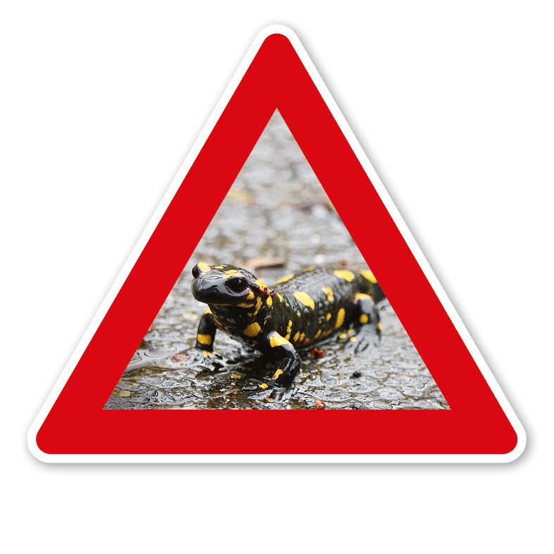 Achtung Feuersalamander - mit Foto – VZ-PB-08