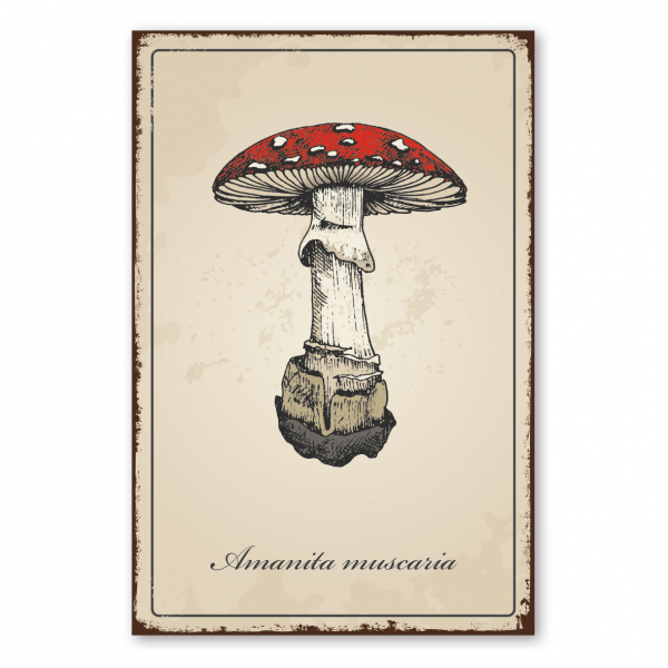 Retroschild / Vintage-Schild Pilze - Amanita muscaria - Fliegenpilz